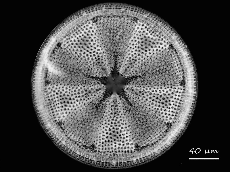 Actinoptychus heliopelta #69349