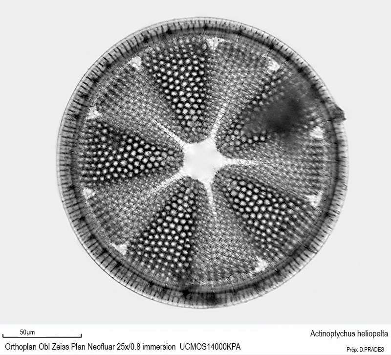 Actinoptychus heliopelta #48189