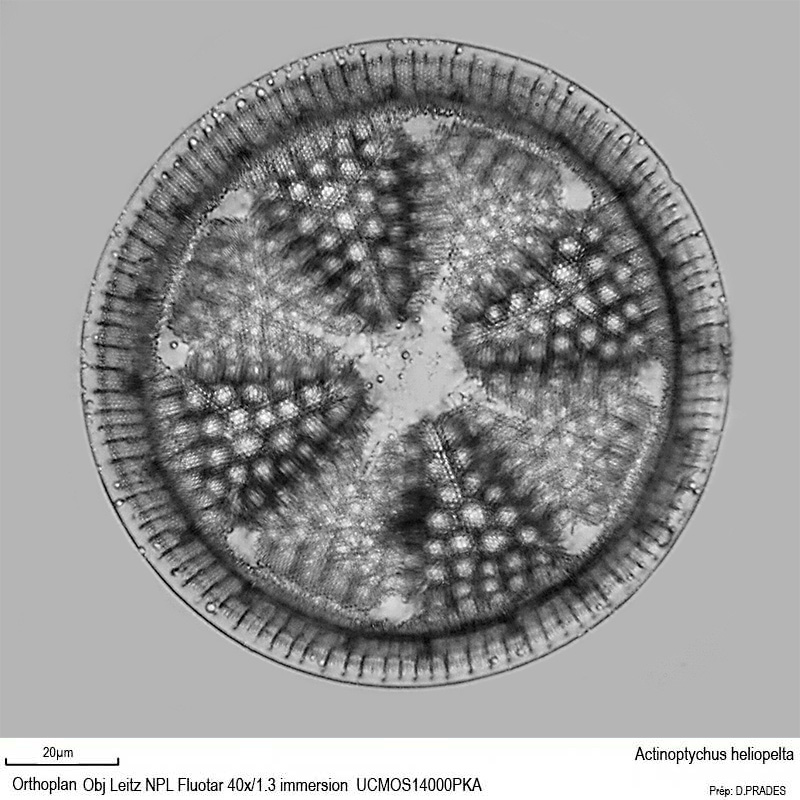 Actinoptychus heliopelta #48190