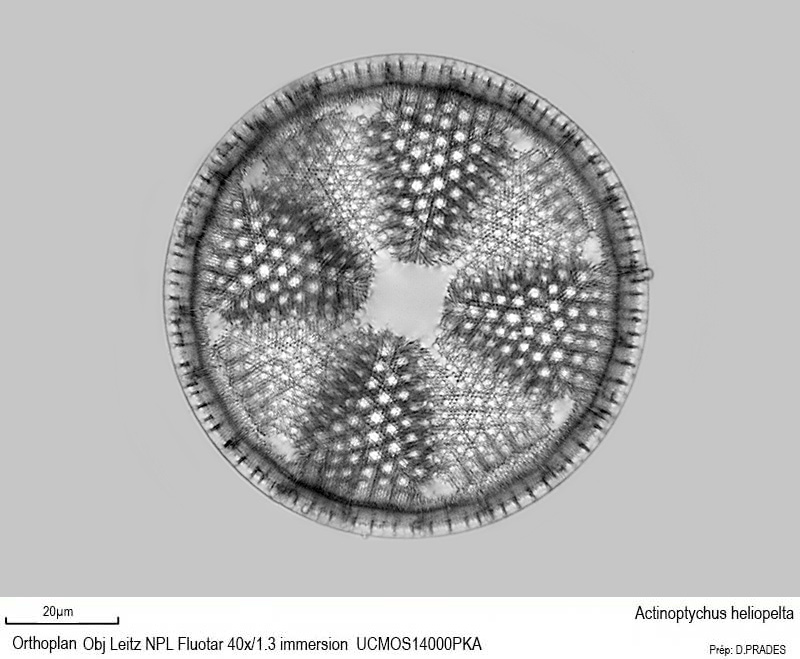 Actinoptychus heliopelta #48188