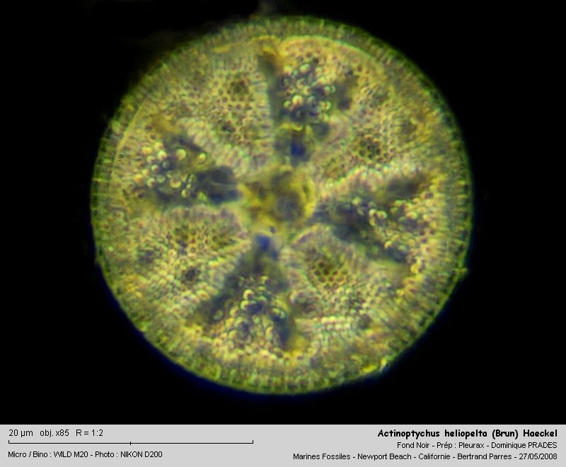 Actinoptychus heliopelta (Brun) Haeckel #4122