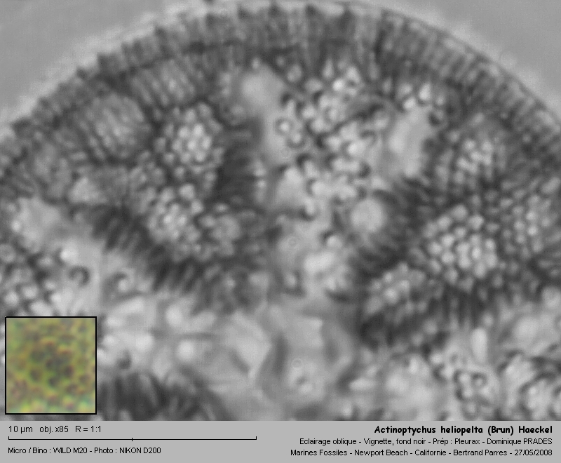 Actinoptychus heliopelta (Brun) Haeckel #4121