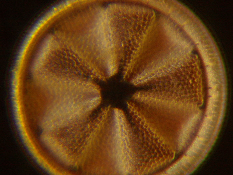Actinoptychus heliopelta (Brun) Haeckel #7777