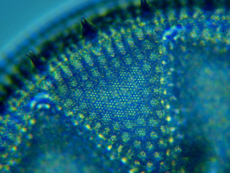 Actinoptychus heliopelta (Brun) Haeckel #7778