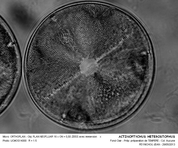 ACTINOPTYCHUS HETEROSTOPHUS #31474
