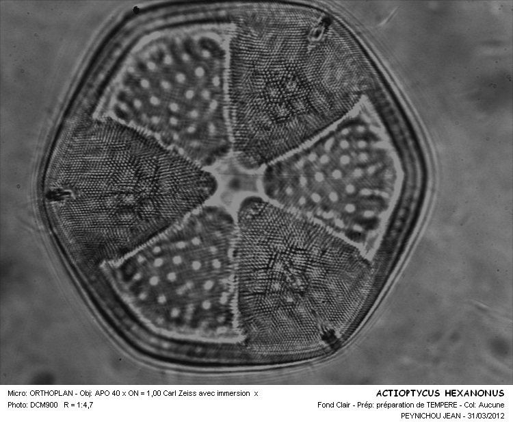 Actinoptychus hexagonus Grunow #26367