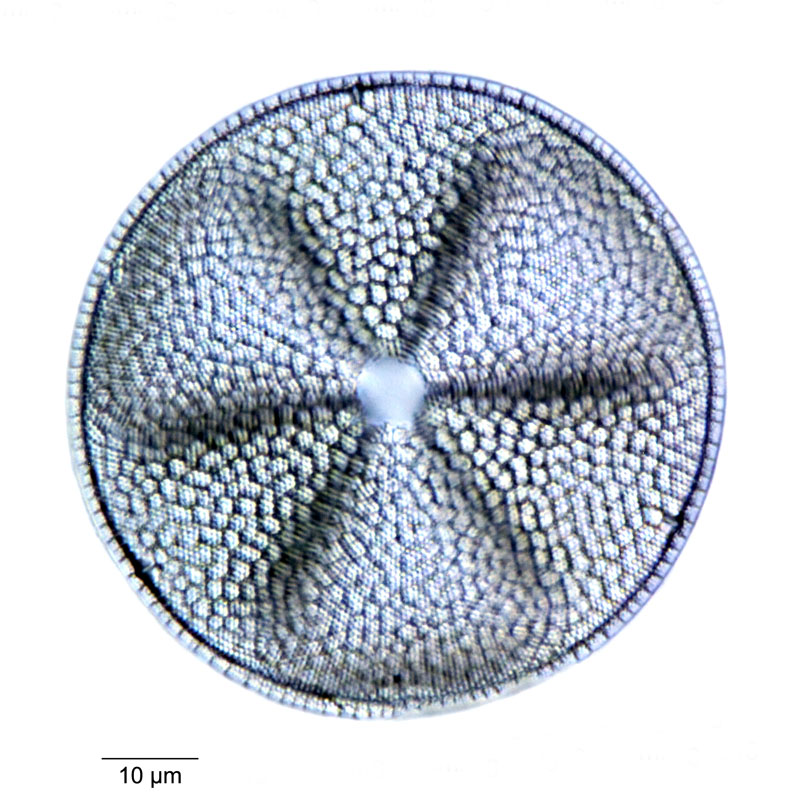 Actinoptychus indeterminatus #79689