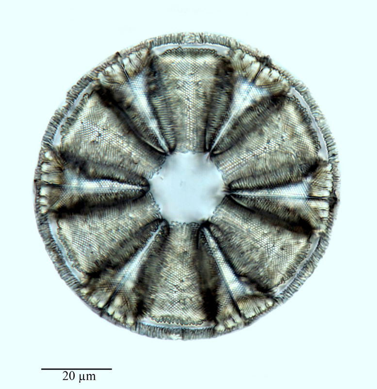 Actinoptychus interpositus #64678