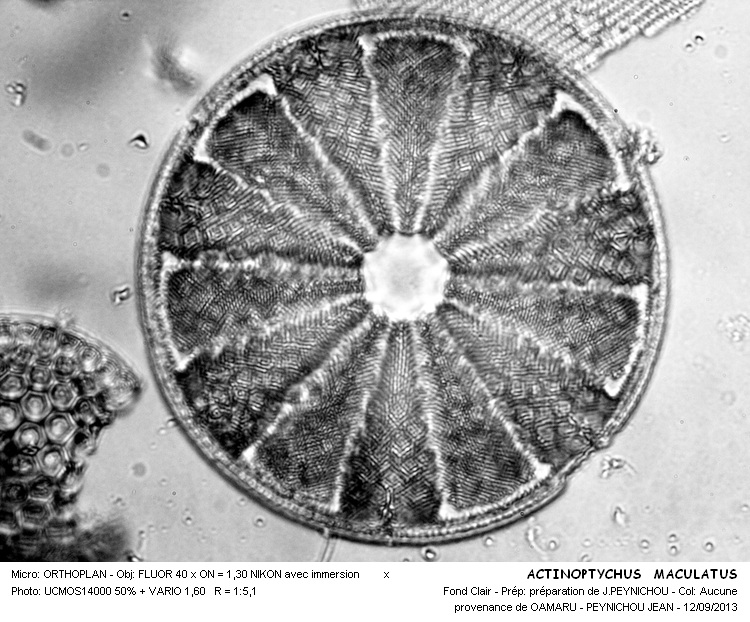 ACTINOPTYCHUS MACULATUS #33751