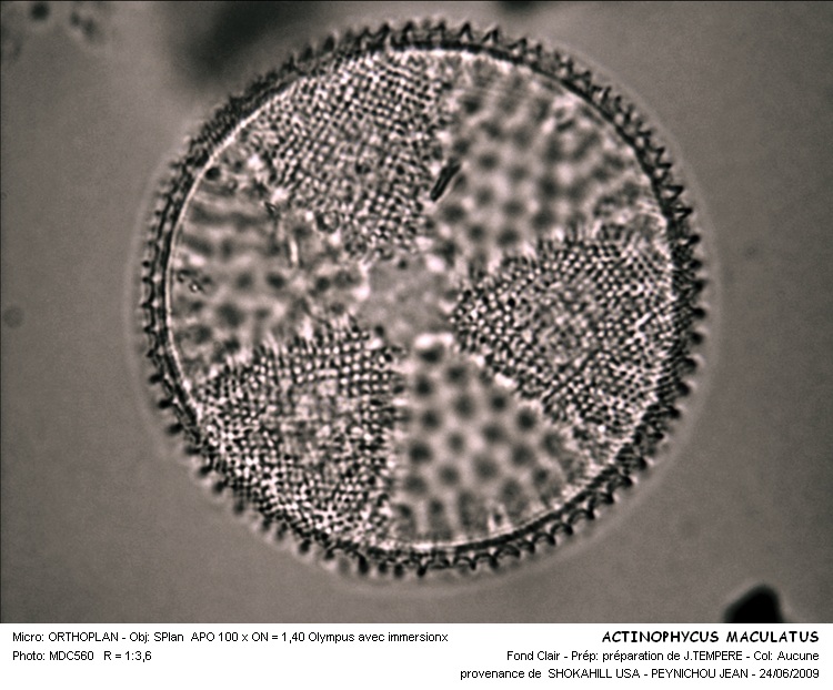 Actinoptychus maculatus #30590