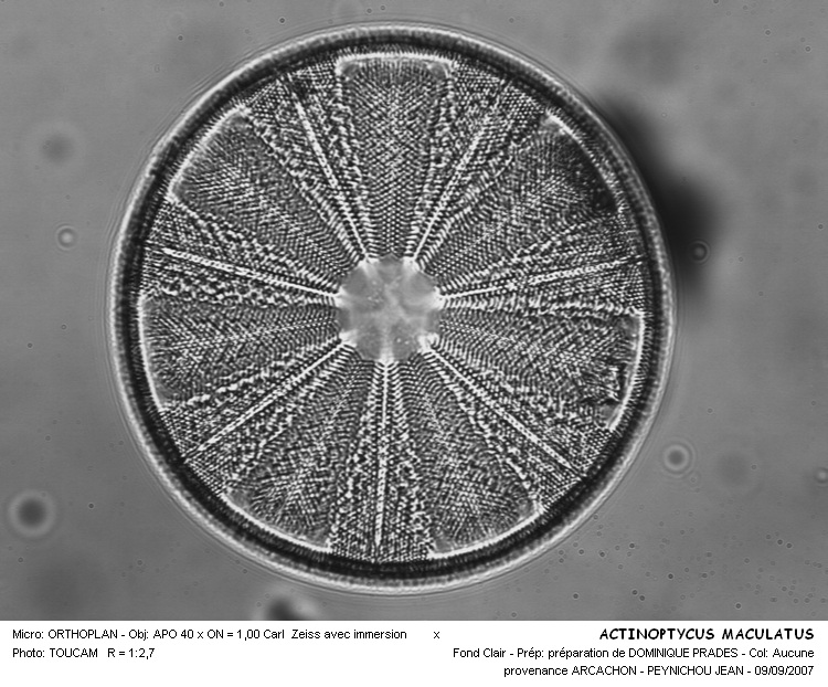 ACTINOPTYCHUS MACULATUS #31290