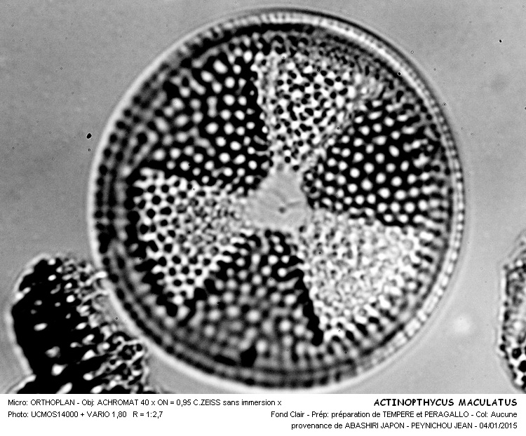 Actinoptychus maculatus #40270