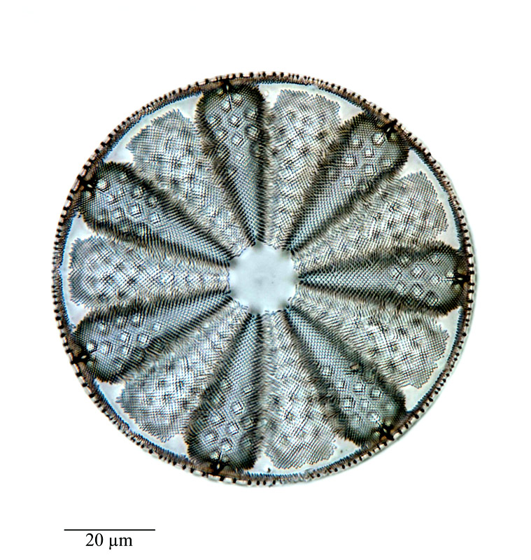 Actinoptychus maculatus #64718
