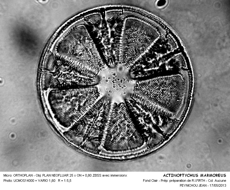 Actinoptychus marmoreus Brun #31114
