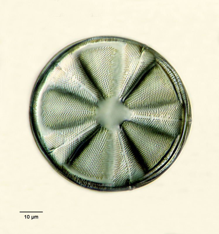 Actinoptychus marmoreus J.-J. Brun. #16679