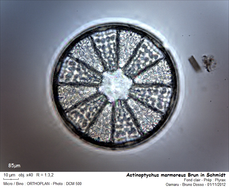 Actinoptychus marmoreus #28692