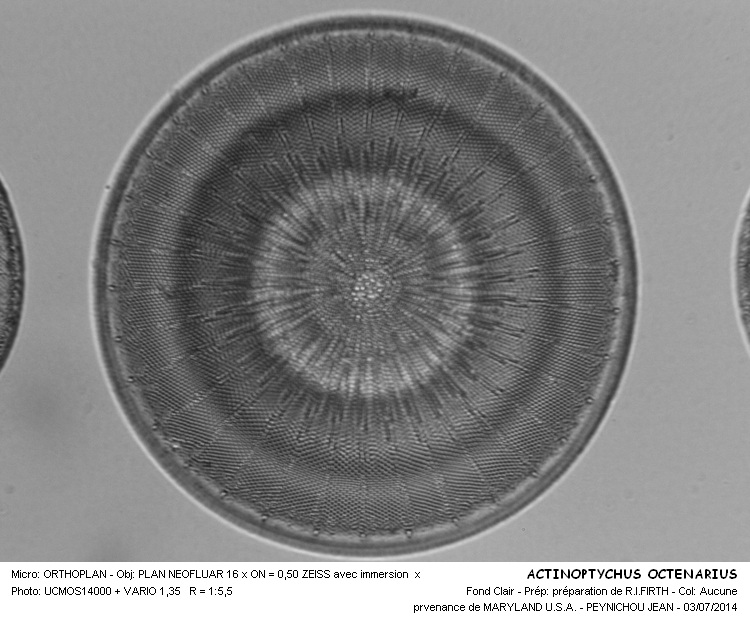 ACTINOPTYCHUS OCTENARIUS #38081