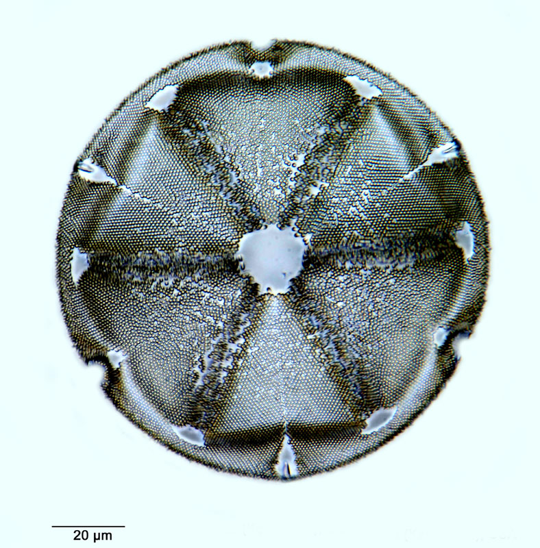Actinoptychus packi Hanna #36320
