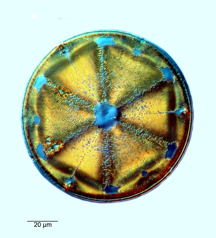 Actinoptychus packi var. immaculatus #80605