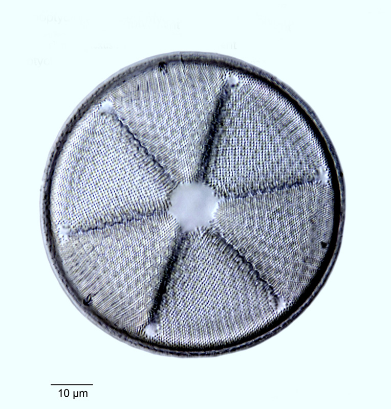 Actinoptychus perplexus #69688