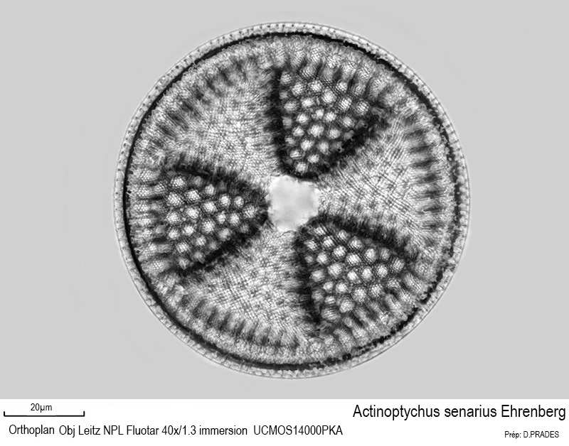 Actinoptychus senarius #48307