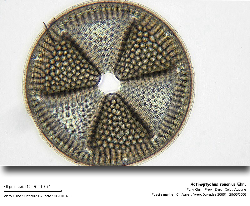 Actinoptychus senarius  Ehrenberg #7847