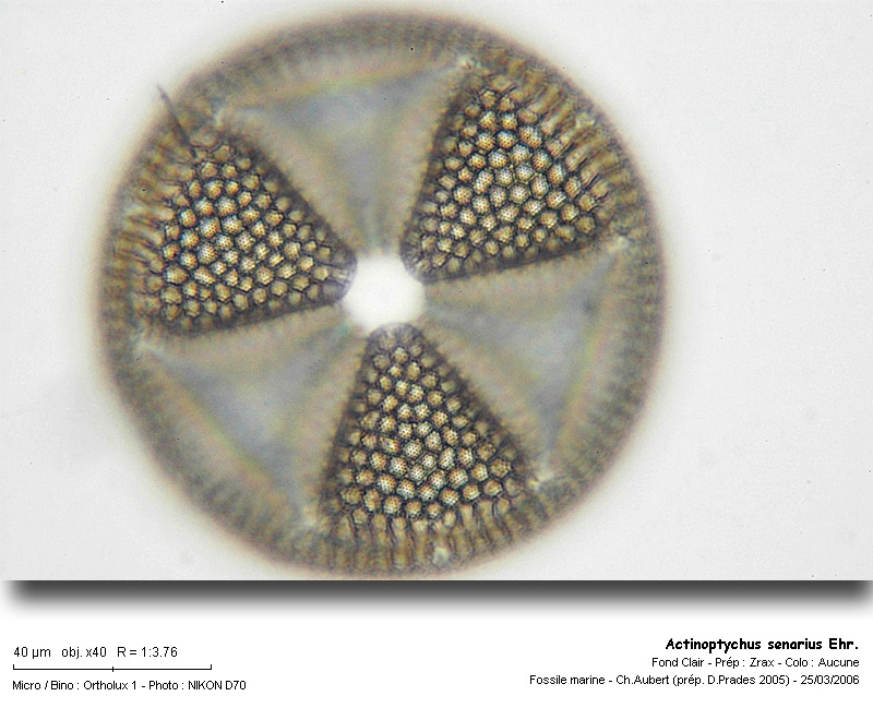 Actinoptychus senarius  Ehrenberg #7848