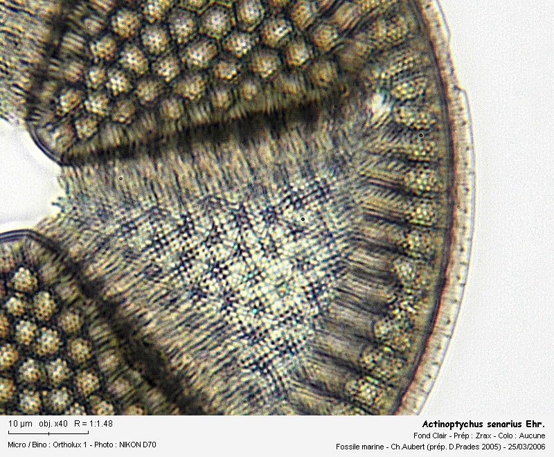 Actinoptychus senarius  Ehrenberg #7849