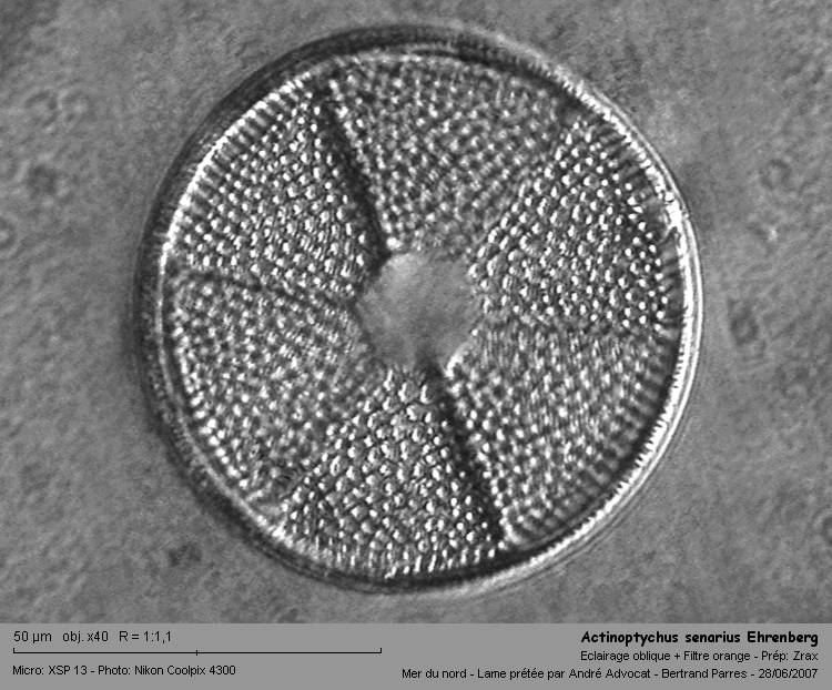 Actinoptychus senarius Ehrenberg #135