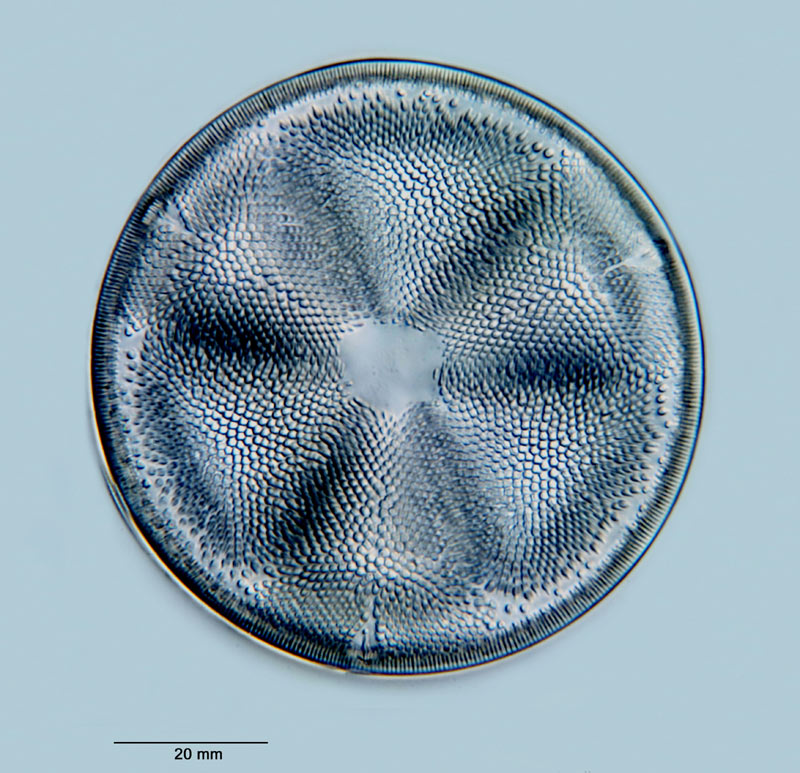 Actinoptychus simbirskianus A. W. F. Schmidt #28434