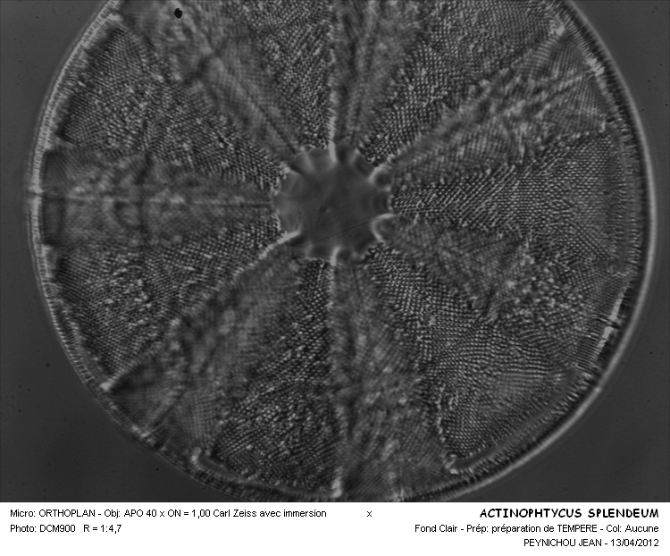 ACTINOPTYCHUS SPLENDENS #32280
