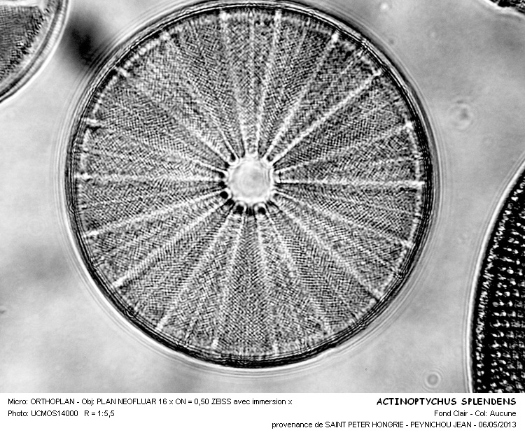 ACTINOPTYCHUS SPLENDENS #30991