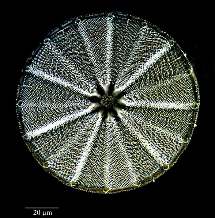 Actinoptychus splendens #81105