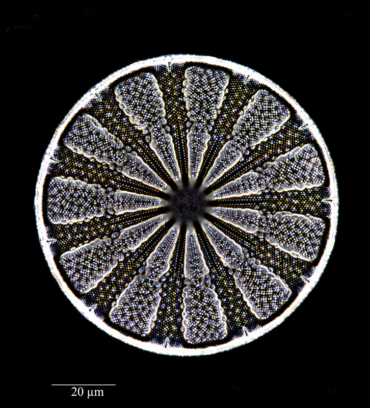 Actinoptychus splendens var. halionyx #74409