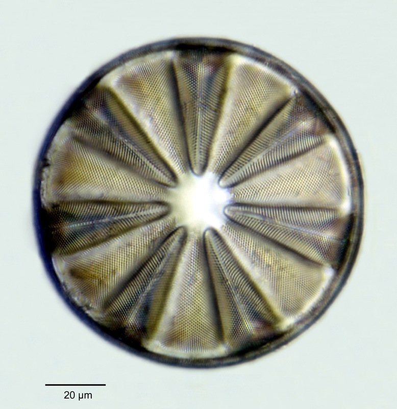 Actinoptychus splendens Ralfs var. glabratus Grunow #25326