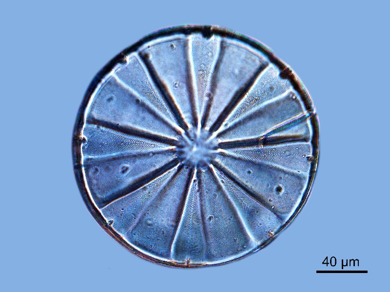 Actinoptychus splendens #73238