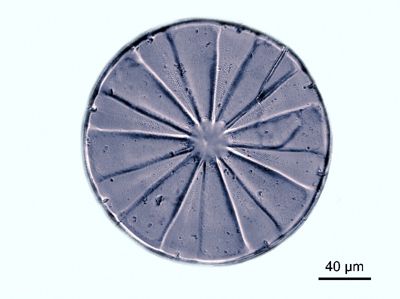 Actinoptychus splendens #73237