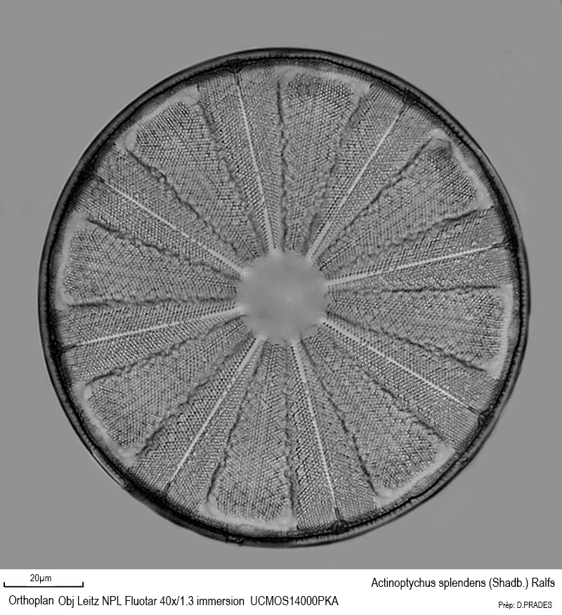Actinoptychus splendens (Shadb.) Ralf #48289