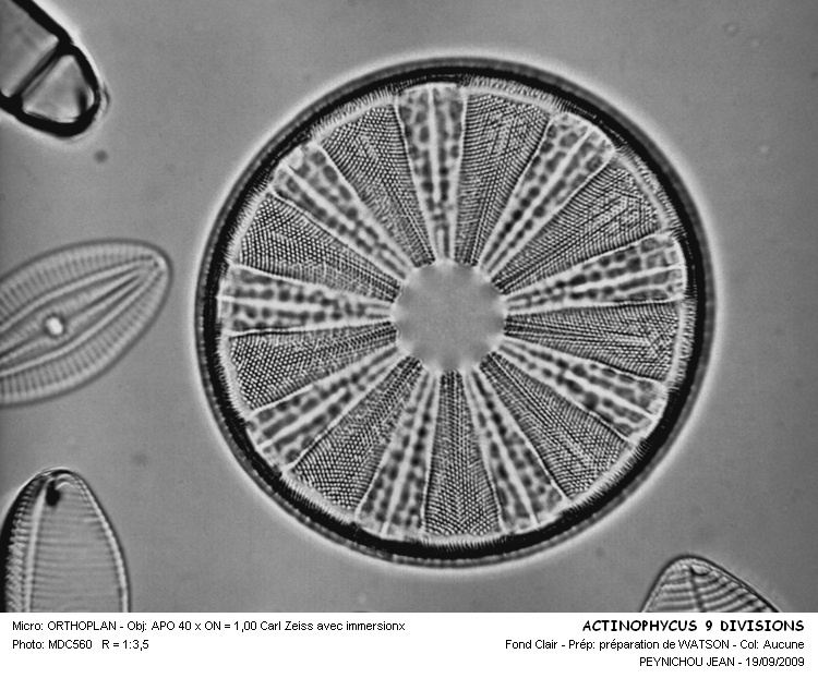 Actinoptychus splendens (Shadb.) Ralfs #25543