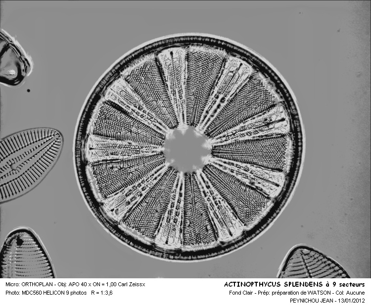 Actinoptychus splendens (Shadb.) Ralfs #25542