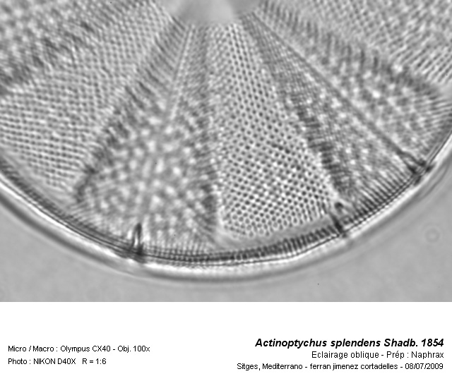 Actinoptychus splendens Shadb. 1854 #11716