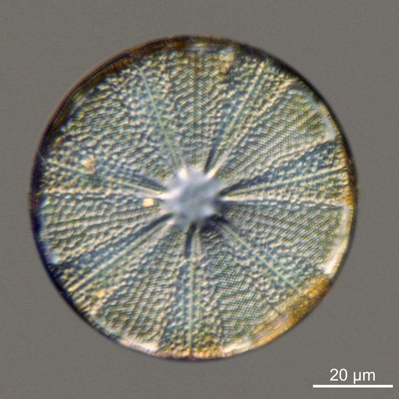 Actinoptychus spp. #47464
