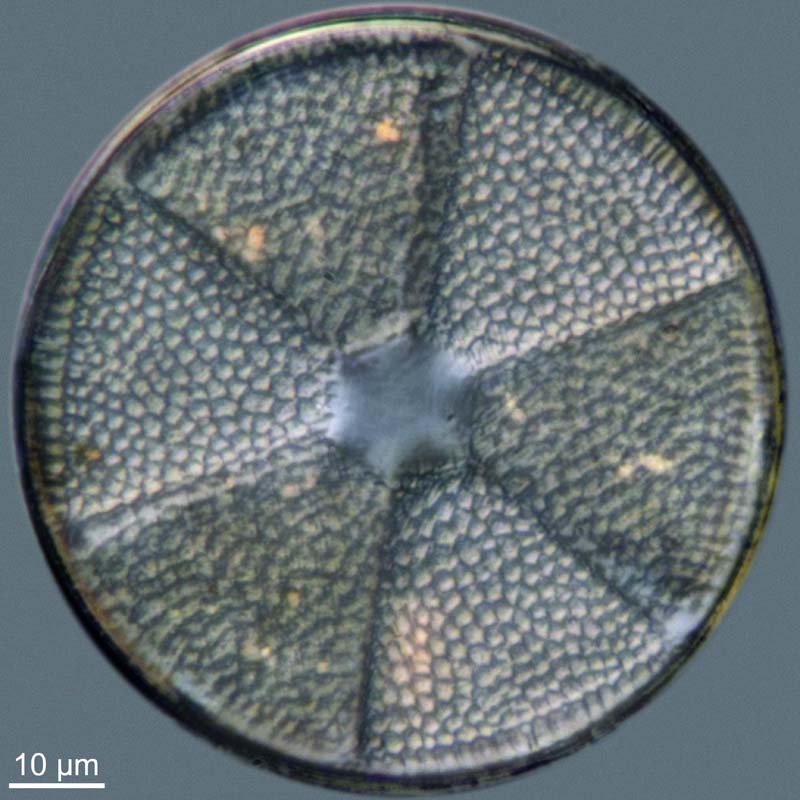 Actinoptychus spp. #47463