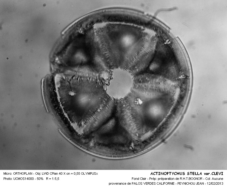 Actinoptychus stella A.Schmidt #29838