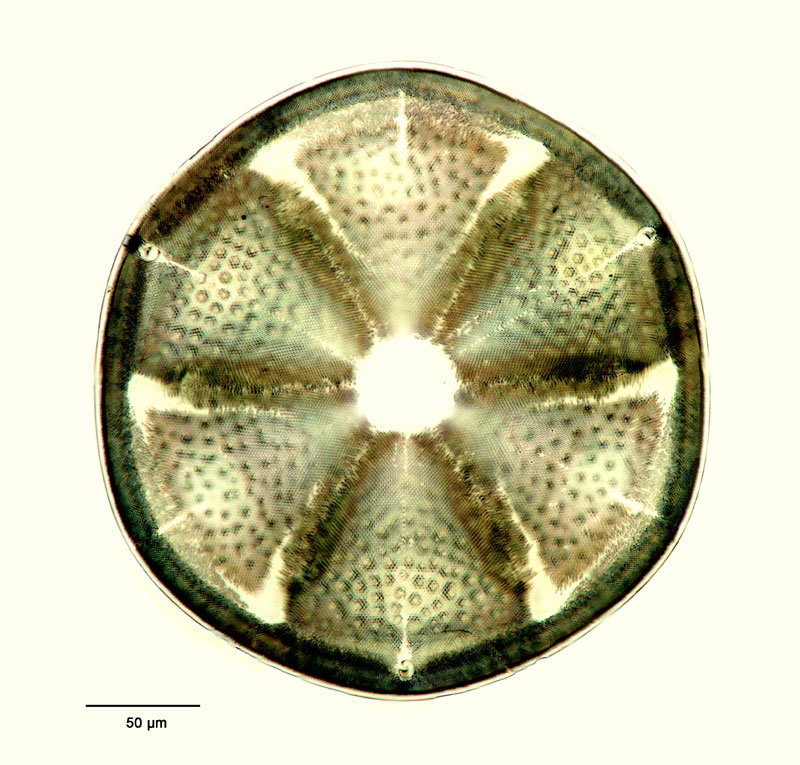 Actinoptychus stella A. S. #15379