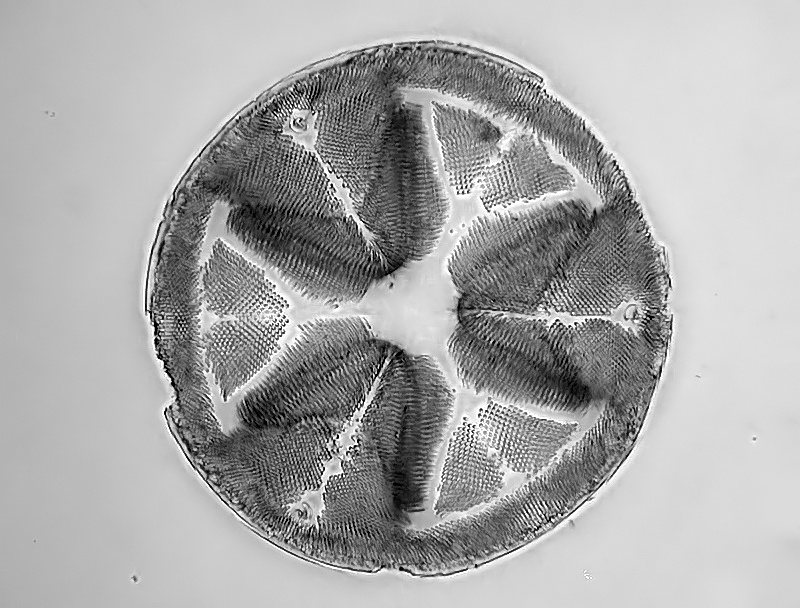 Actinoptychus stella var. Thumii  A.S #35337