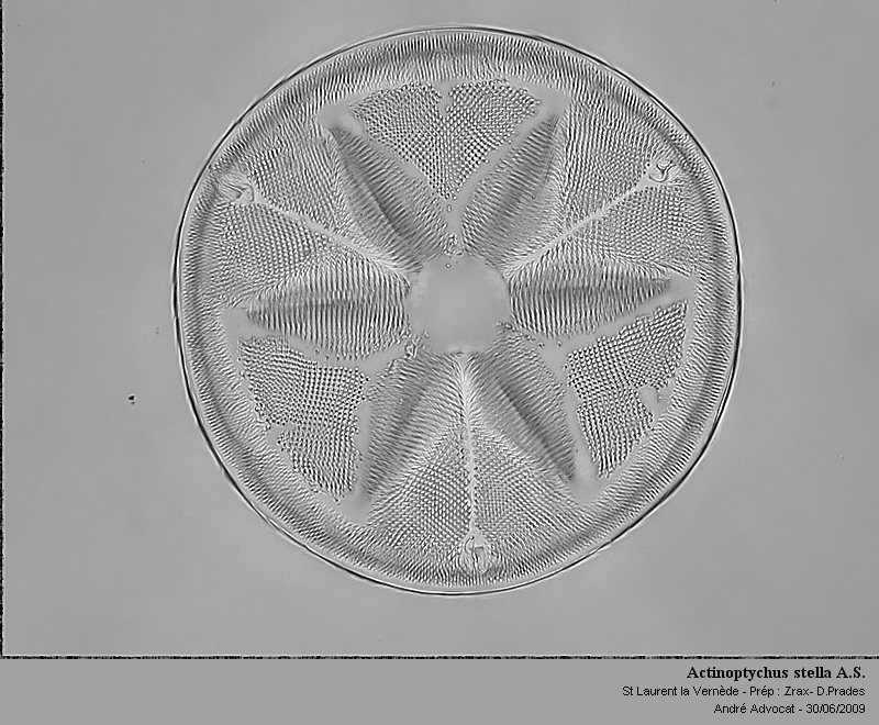 Actinoptychus stella A.Schmidt (St Laurent La Vernède) #64357