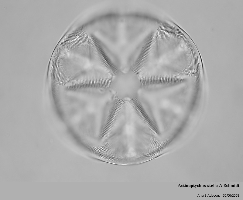 Actinoptychus stella A.Schmidt (St Laurent La Vernède) #64360