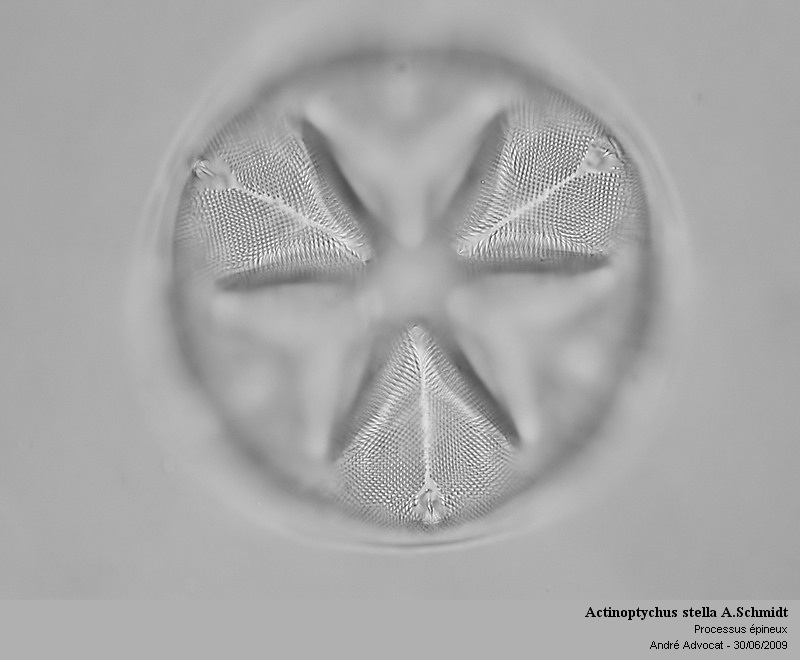 Actinoptychus stella A.Schmidt (St Laurent La Vernède) #64358
