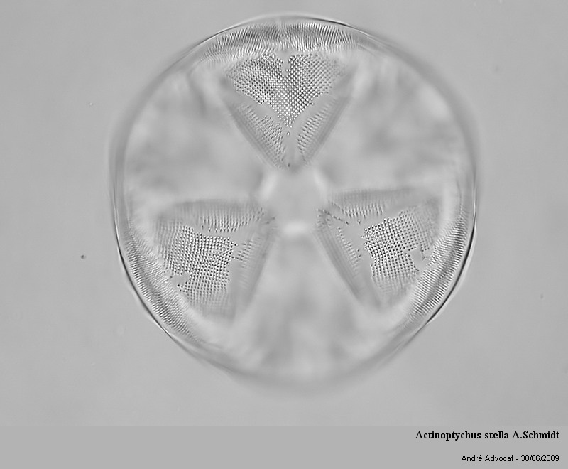Actinoptychus stella A.Schmidt (St Laurent La Vernède) #64359